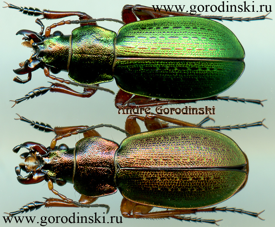 http://www.gorodinski.ru/carabus/Calocarabus gologensis.jpg